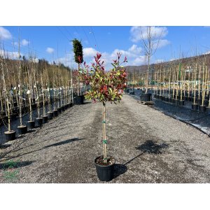 Červienka Fraserova (Photinia × fraseri) ´PINK MARBLE®´ - výška 130-150 cm, kont. C12L - NA KMIENKU